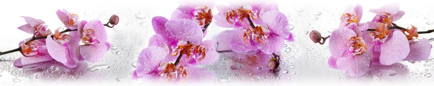 Изображение для стеклянного кухонного фартука, скинали: цветы, орхидеи, fartux1016
