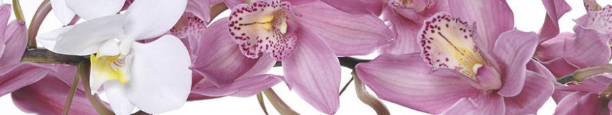 Изображение для стеклянного кухонного фартука, скинали: цветы, орхидеи, fartux1308