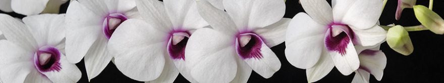 Изображение для стеклянного кухонного фартука, скинали: цветы, орхидеи, fartux1489