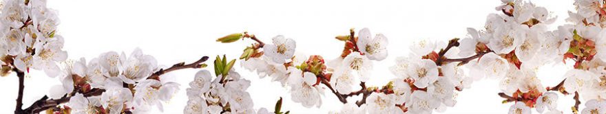 Изображение для стеклянного кухонного фартука, скинали: цветы, ветки, сакура, fartux1735