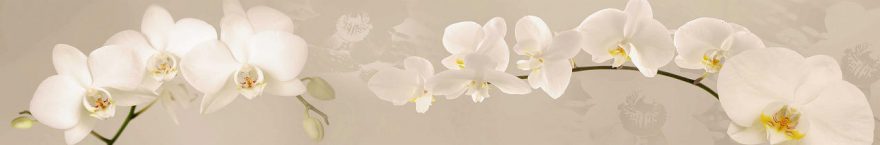Изображение для стеклянного кухонного фартука, скинали: цветы, орхидеи, fartux699