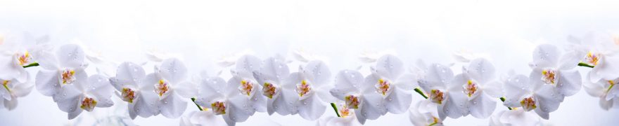 Изображение для стеклянного кухонного фартука, скинали: цветы, орхидеи, rastcve064
