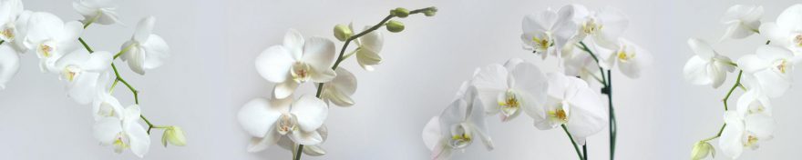 Изображение для стеклянного кухонного фартука, скинали: цветы, орхидеи, skin348