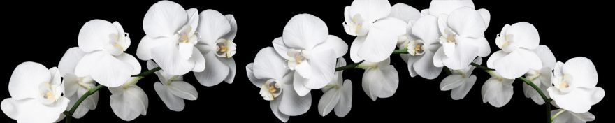 Изображение для стеклянного кухонного фартука, скинали: цветы, орхидеи, skin433